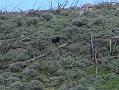 Black bear on hill